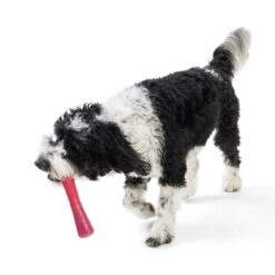 West Paw Hundespielzeug Seaflex Drifty 16 West Paw Hundespielzeug Seaflex Drifty -Hundefutter Welt Verkaufsgeschäft west paw hundespielzeug seaflex drifty 1624435833