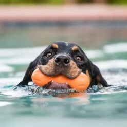 West Paw Rumpus Hundespielzeug -Hundefutter Welt Verkaufsgeschäft west paw rumpus hundespielzeug 1656675686