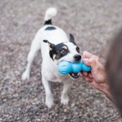 West Paw Rumpus Hundespielzeug -Hundefutter Welt Verkaufsgeschäft west paw rumpus hundespielzeug 1656675754