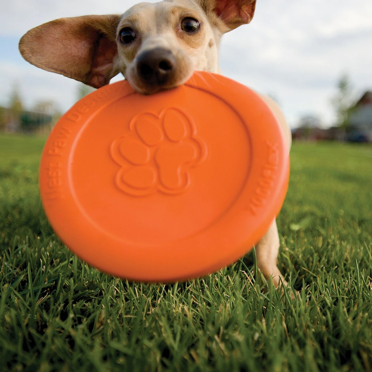 West Paw Zisc Hundefrisbee 4 West Paw Zisc Hundefrisbee – Bild 2