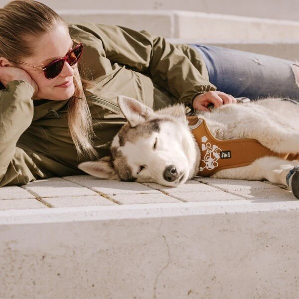 Hundefutter Welt Verkaufsgeschäft -Hundefutter Welt Verkaufsgeschäft 3